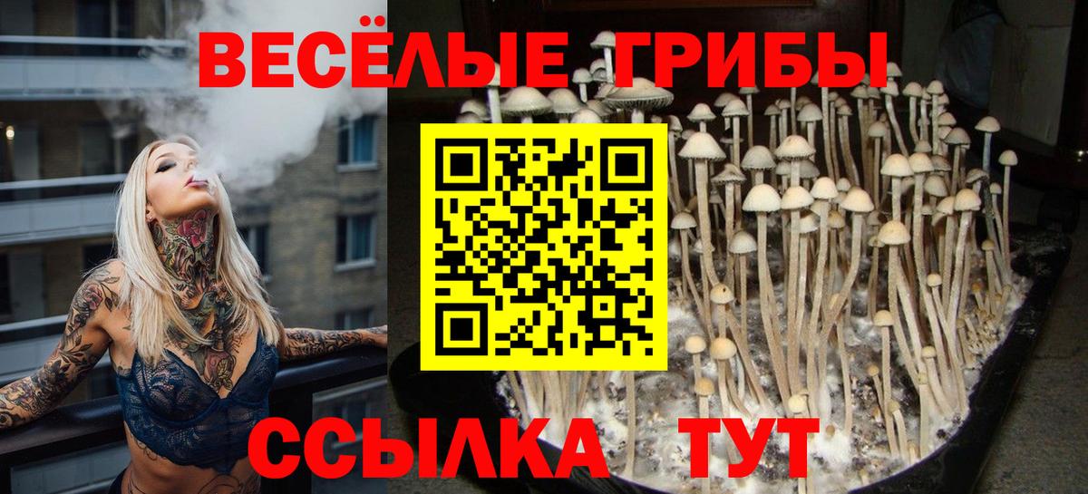 Владикавказ  Псилоцибиновые грибы Cubensis  Вход с VPN 